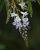 _A009514-35croofm.jpg